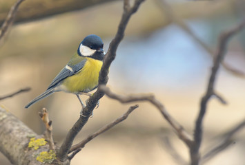 Tit bird on a branch