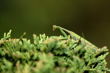 Praying mantis