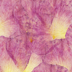 Floral tender collage made of rose petals and transparent wooden texture. Pattern for scrapbook, cushion, blanket and pillow, plaid or tablecloth, cloth, bedcloth, shawl and bandanna