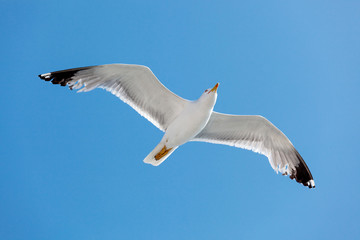 Seagull
