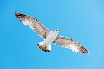 Obraz premium Seagull