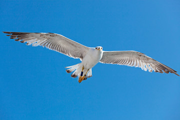 Seagull