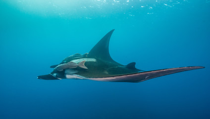 Manta ray swimming with remoras, Revillagigedo Islands, Mexico.