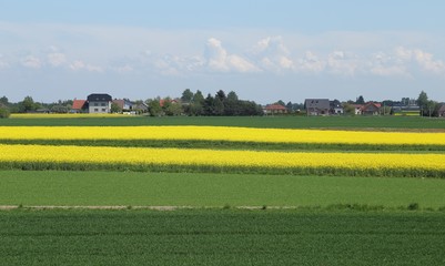 Obraz premium Rape field.