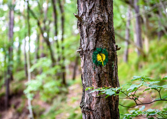 Obraz premium Mountain trail marker on a spruce or pine tree.