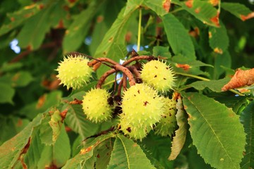 Horse Chestnut ripe on the tree in fall 