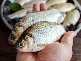 Hand holding a live fish (carp). Fresh catch. The top view.