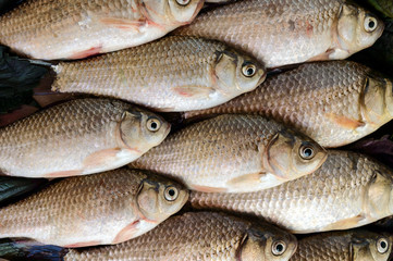 Obraz premium Live fish (carp). Fresh catch. The top view. Close up