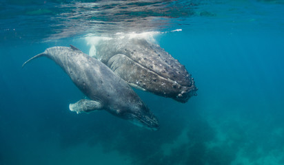 Humpback whale underwater view at Vava'u Kingdom of Tonga.