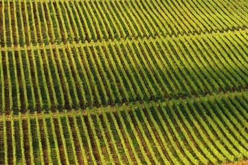 Rows of green vineyard in summer, Tuscany, Chianti, Italy.