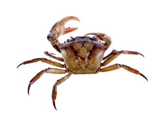 crab on white background
