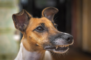 Fox Terrier Dog muzzle closeup