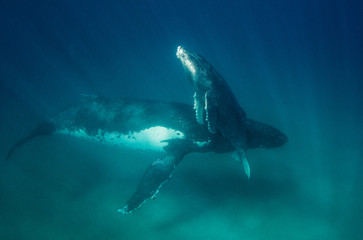 Humpback whale underwater view at Vava'u Kingdom of Tonga.