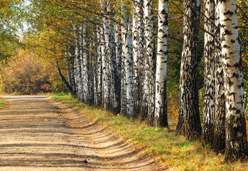 Birches alley in early fall. Tree leaves turning yellow - natural autumn background