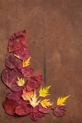 colorful autumn leaves on dark rustic background