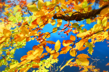 Obraz na płótnie Canvas Autumn background with colorful leaves