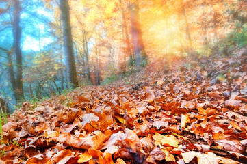 Autumn landscape with sunset in forest