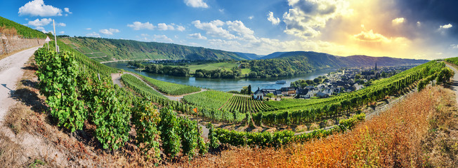 Panoramic landscape with autumn vineyards