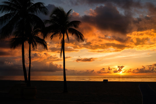 Scenic silhouettes of palm trees at sunset