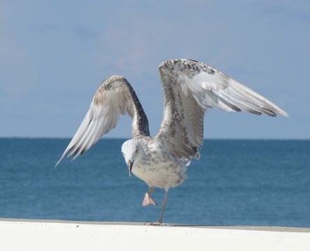 Танцующая птица на фоне моря