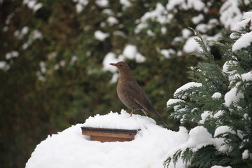 Amsel, weiblich