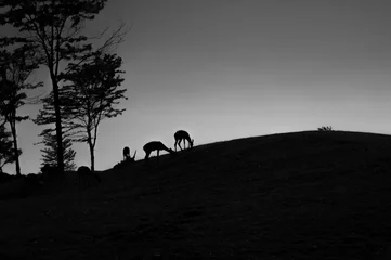 Fototapeten Herten op de heuvel © rvrbk
