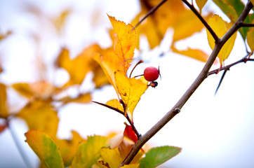 Red dwarf apples with yellow leaves on a branch