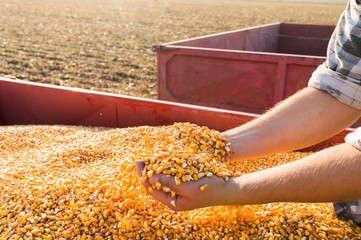 Corn seed in hands of farmer