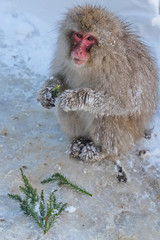 Naklejka premium snow monkey sitting and eating juniper branches