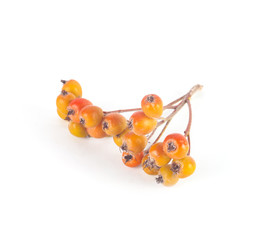 Hawthorn berry isolated