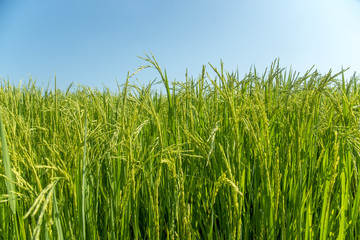 Green rice fields , Paddy jasmine rice farm in Thailand