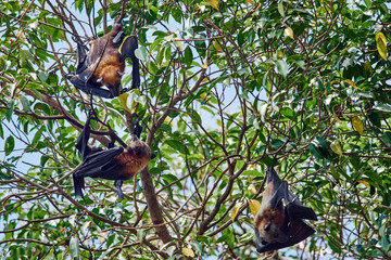 fruit bats Palawan Philippines