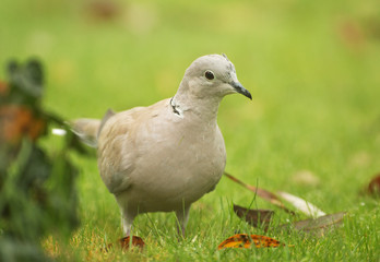  Eurasian collared dove (Streptopelia decaocto)