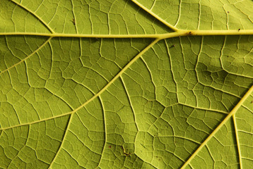 Photo bottom side, green, fresh leaf,background
