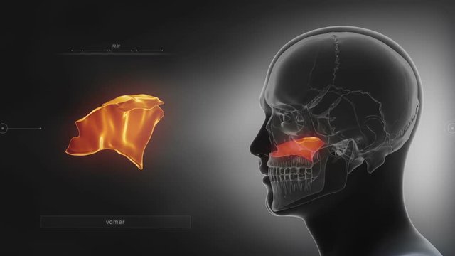 Black skull x-ray animation Vomer bone
