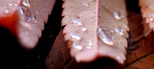 Raindrops on a fallen rowan leaf, macro, shallow depth of field.Suitable for header or banner.