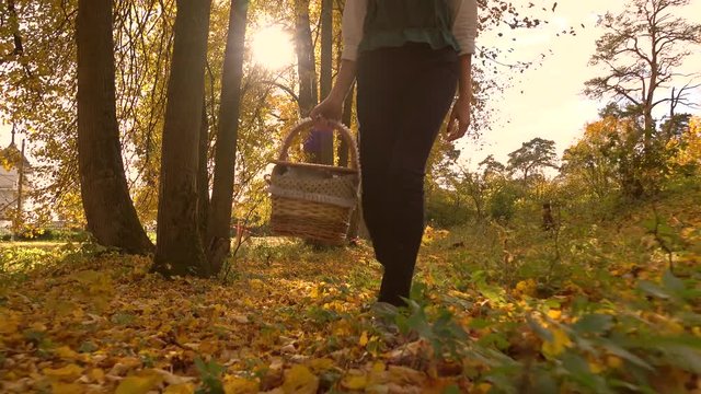 Brunette girl walking through autumn woods holding a picnic basket. Sunny day. 4K steadicam video