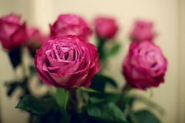 the buds are pink, red roses