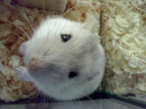 Hamster chino