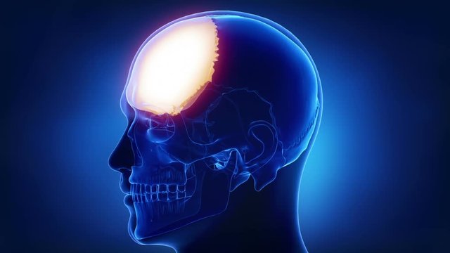 Blue x-ray skull animation - Frontal bone - os frontale
