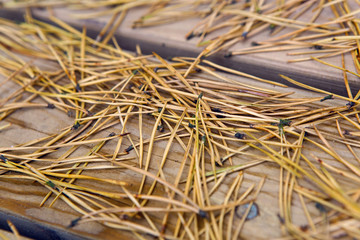 wooden Board at an angle and dry fir needles