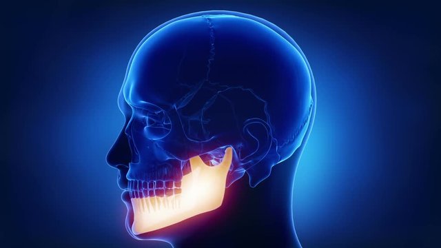 Blue x-ray skull animation - mandible or mandibula