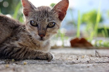 腹ばいでくつろぐ猫