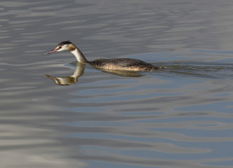 Great Crested Grebe, waterbird (Podiceps cristatus)