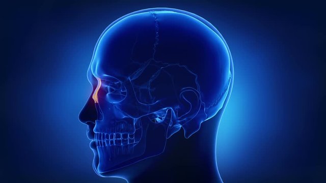 Blue x-ray skull animation - NAsal bone - os nasale