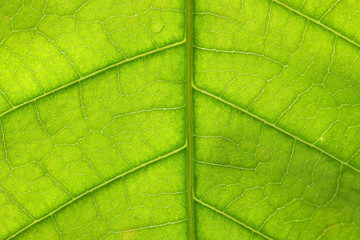 close up of leaf vein texture