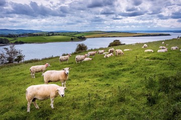 Obraz premium Sheep in the countryside