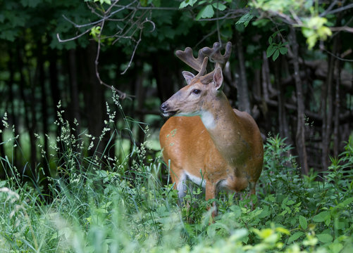 White-tailed deer with velvet antlers in spring in Ottawa, Canada