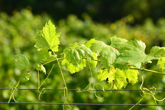 Weinrebenbl&auml;tter um einen Draht geschlungen