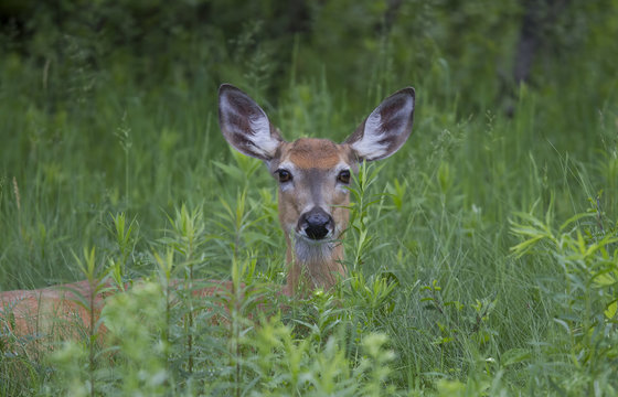 White-tailed deer rests in the grass in spring